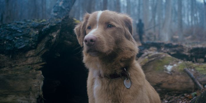  “Good Boy”, el thriller paranormal desde la perspectiva de un perro se estrena en Chile 